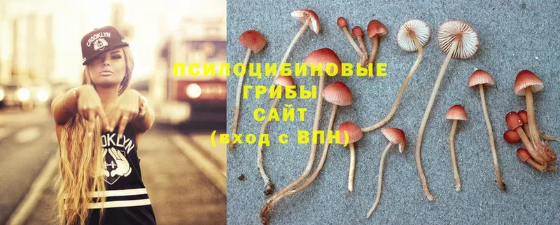 Псилоцибиновые грибы Psilocybine cubensis  Ессентуки 